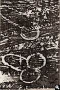 Typon 06